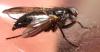 Paykullia maculata